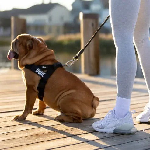 Harness - Easy to Fit No-Pull Design