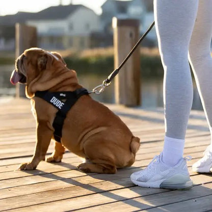 Harness - Easy to Fit No-Pull Design